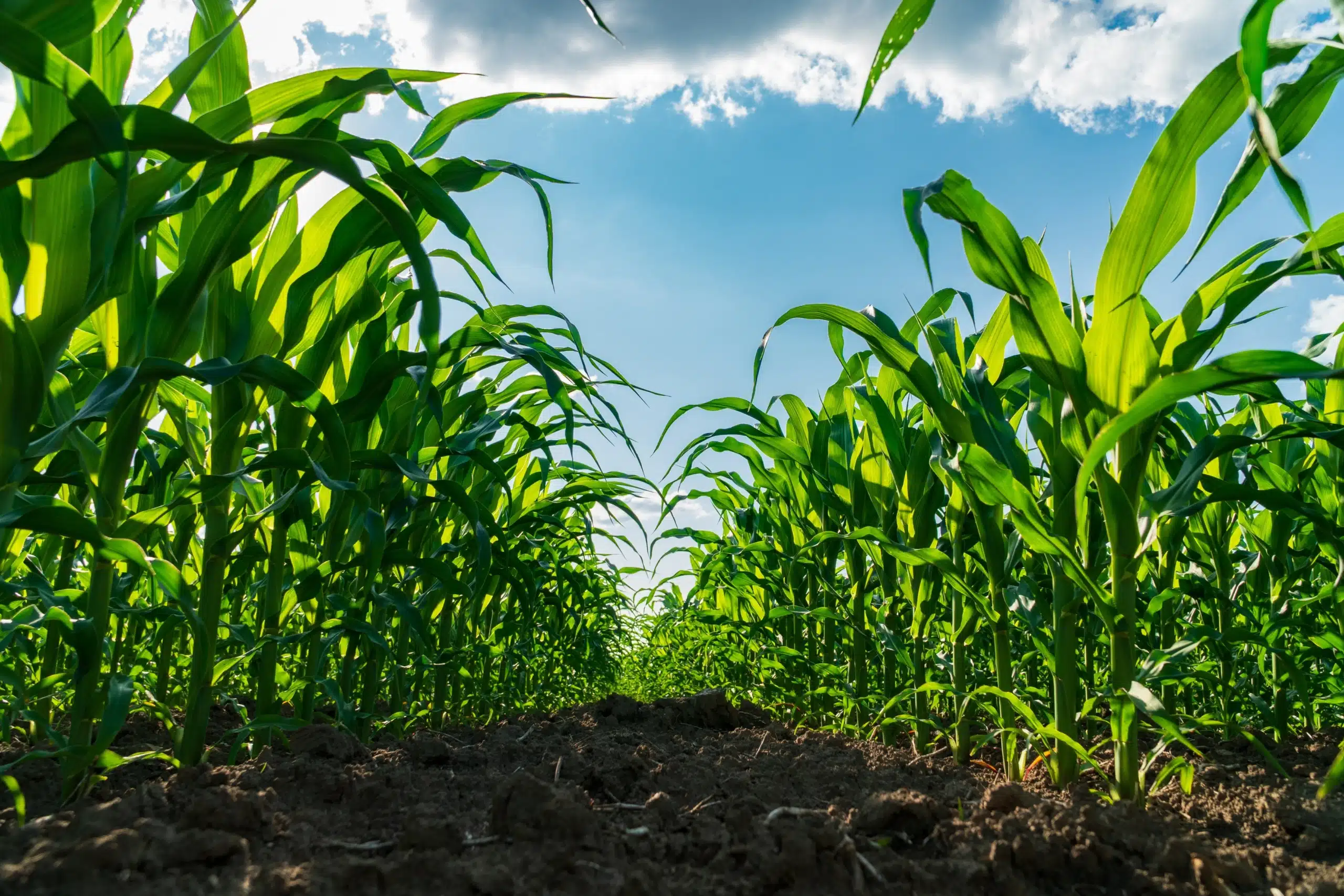 Agricultural diagnostics — precision crop monitoring